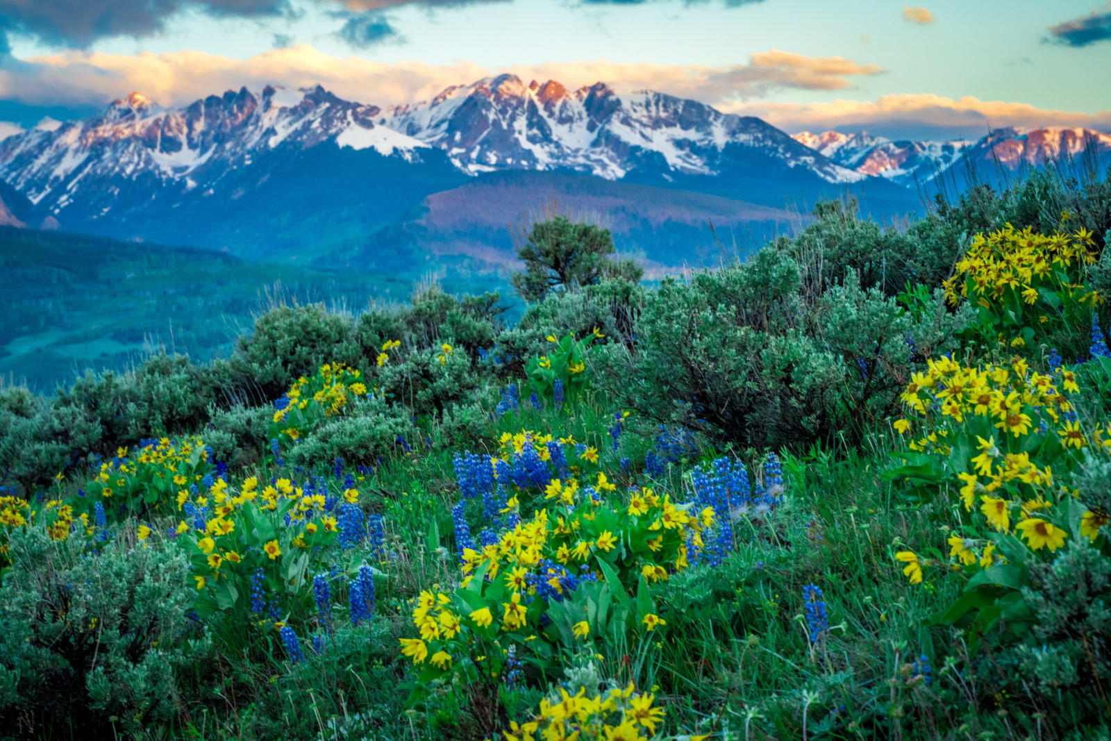 Blue and Gold on the Hillside