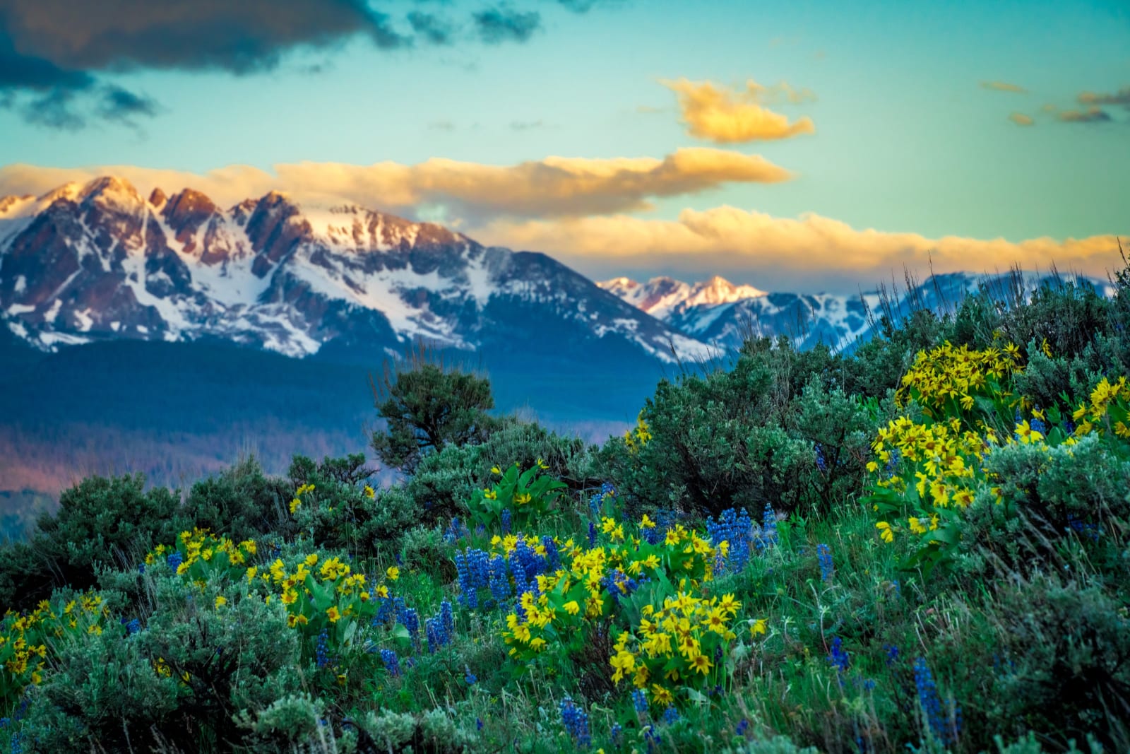 Balsamroot Below the Gore