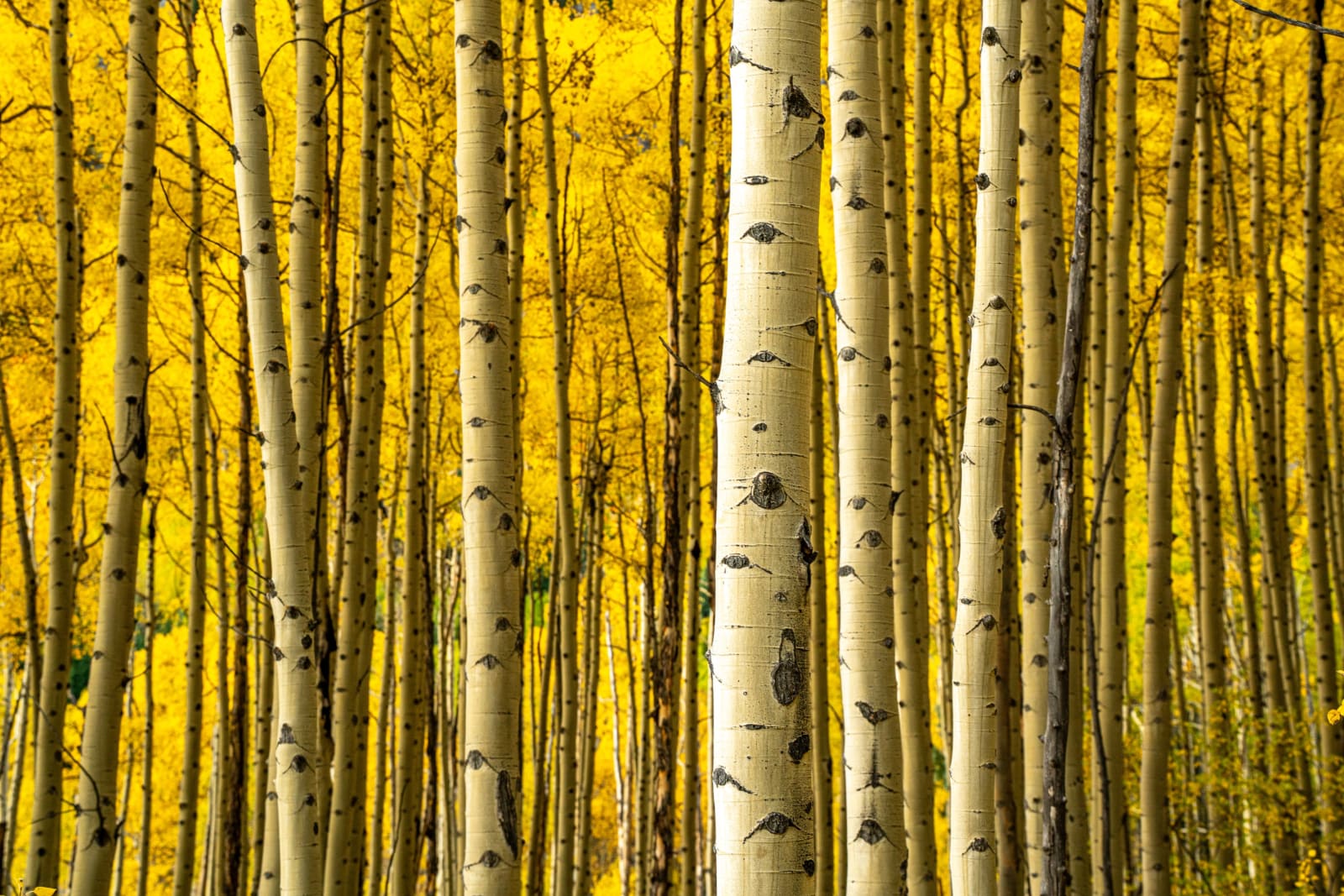 Wall of White Bark