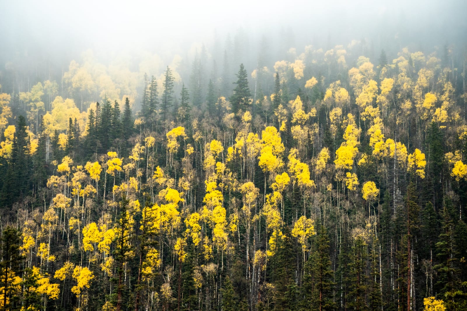 Fog Burning Off the Aspens