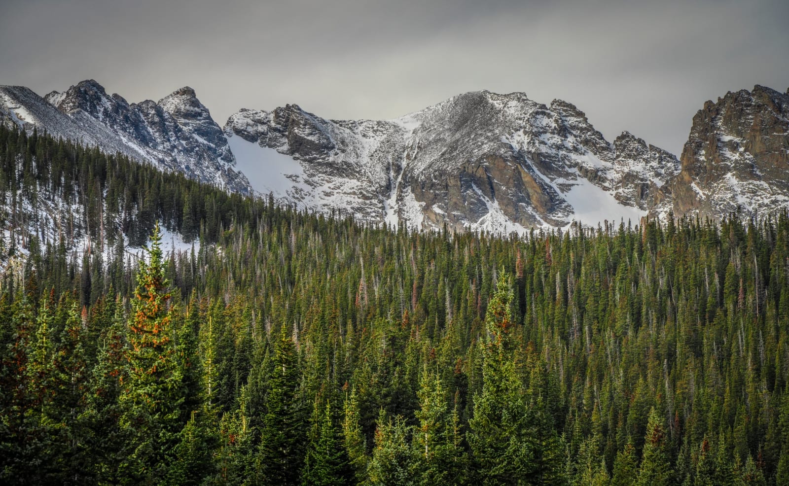 Indian Peaks Behind the Timber