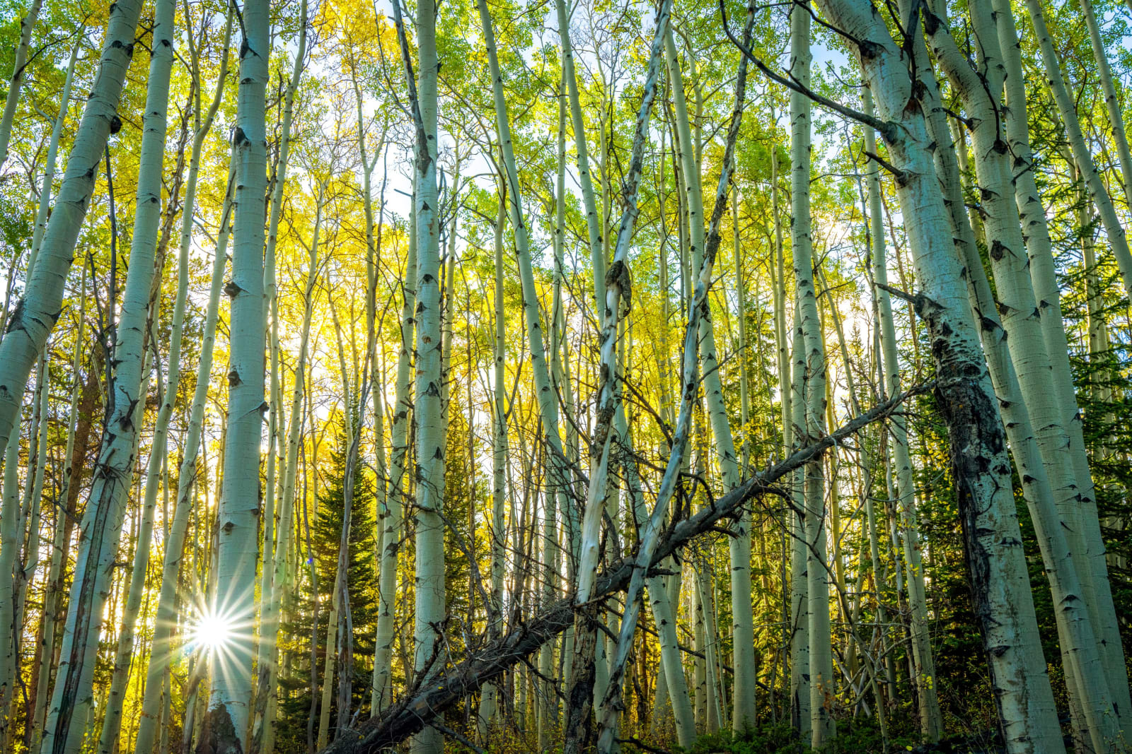 Sunstar through the aspens
