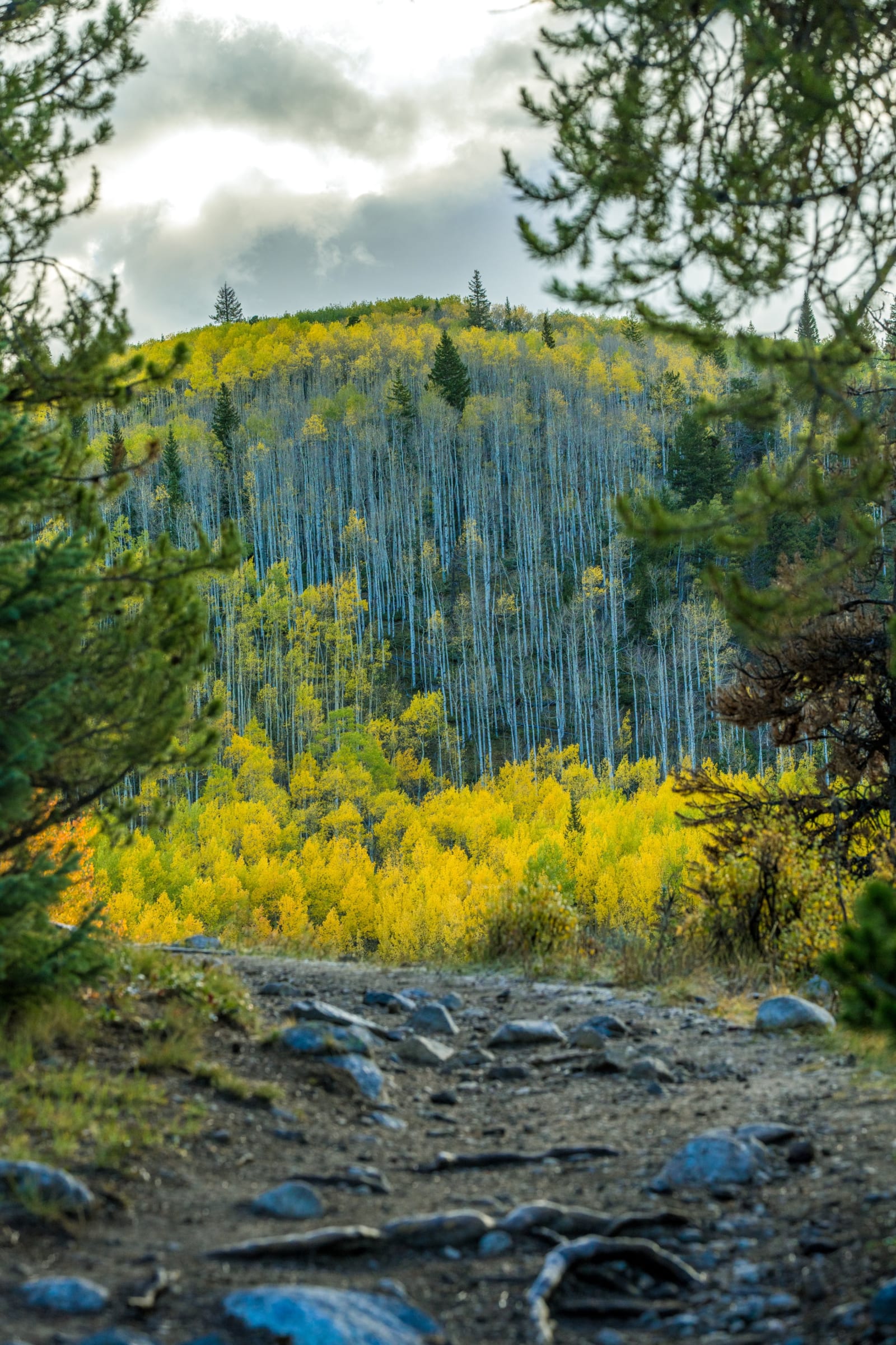 Aspen Alley from across the valley