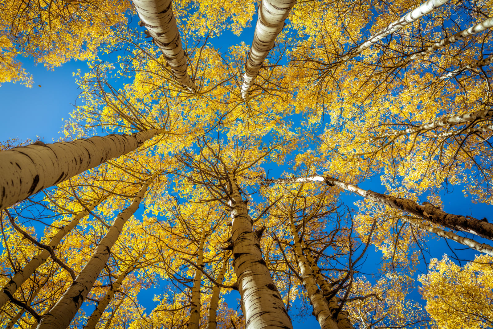 Looking Up in the Aspens