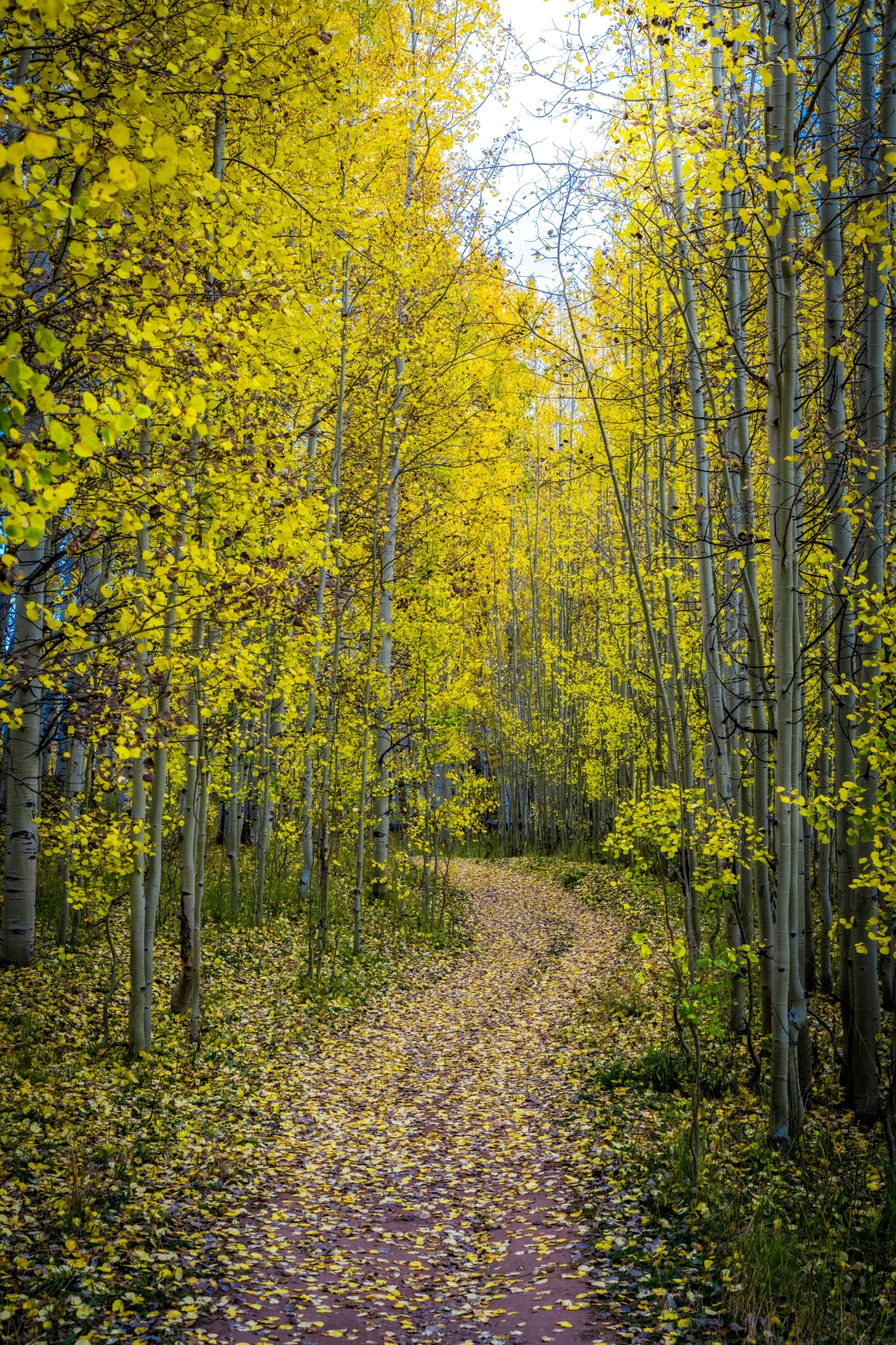 A Path Paved in Gold