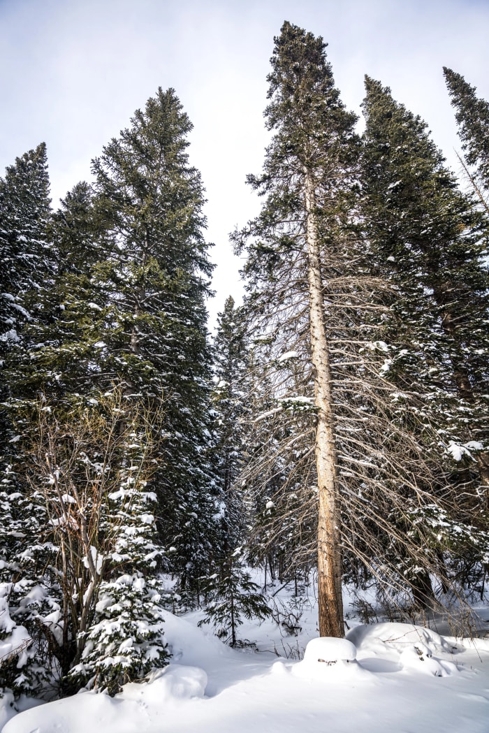 Quiet Weather, Quiet Picture — Breckenridge — Colorado landscape photography by Chris Heaton