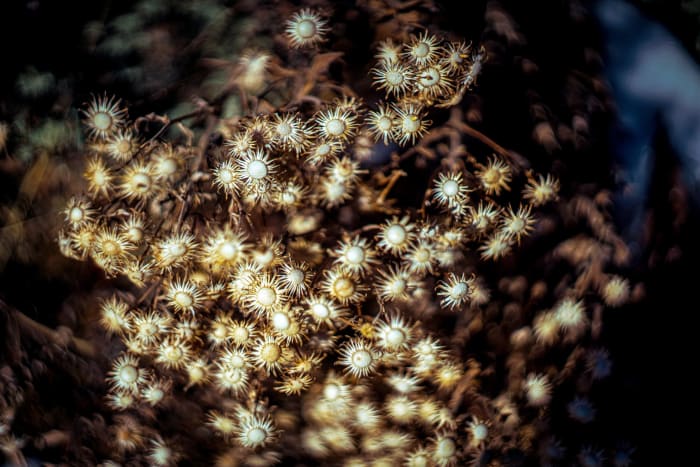 The Prairie Keeps Decorating — Georgetown — Colorado landscape photography by Chris Heaton