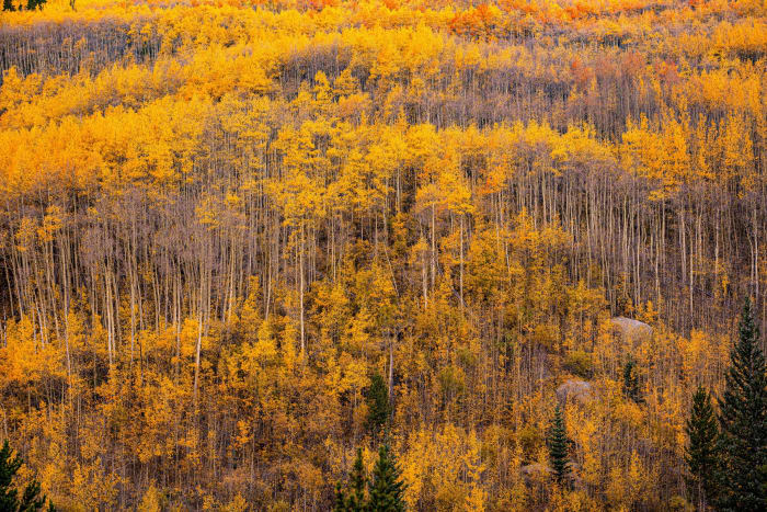 Changing Channels — Marble, Colorado. A whole hillside mid-turn, gold crowns sitting over bare gray trunks with dark spruce mixed through.