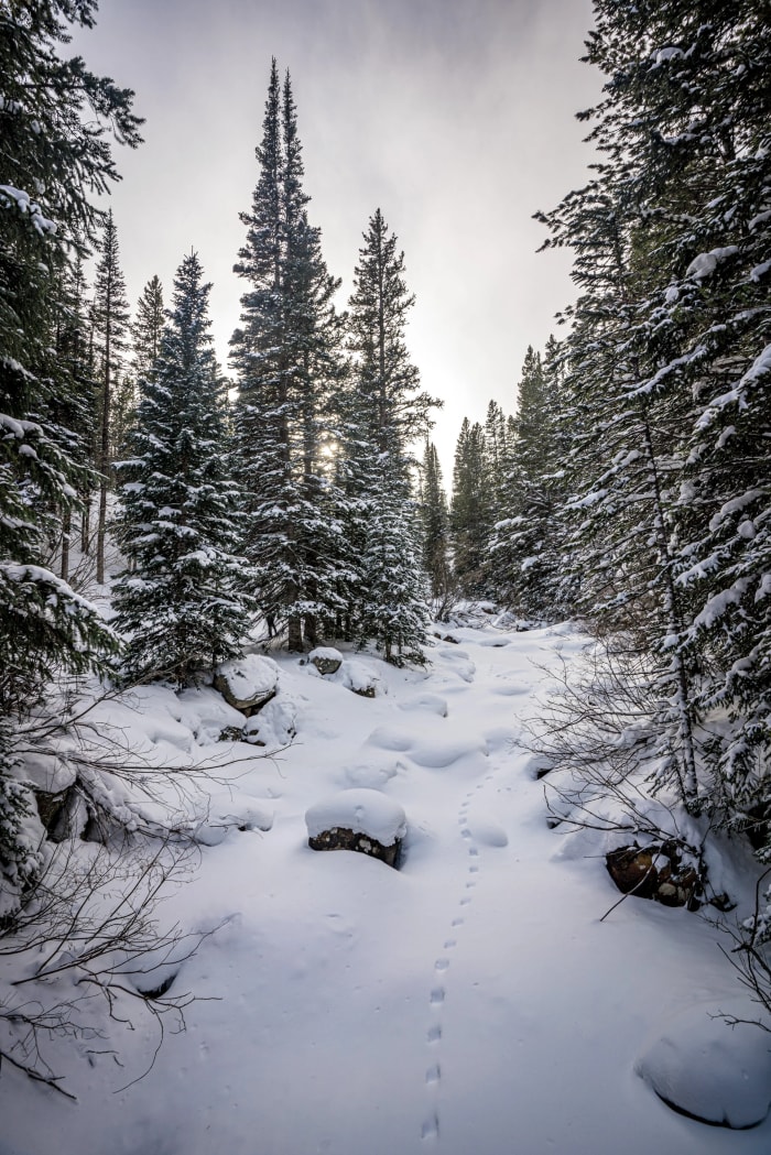 Somebody Beat Me Up the Trail — Nederland — Colorado landscape photography by Chris Heaton