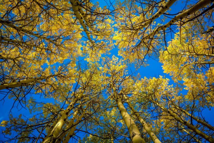 Flat on My Back in the Leaves — Nederland — Colorado landscape photography by Chris Heaton