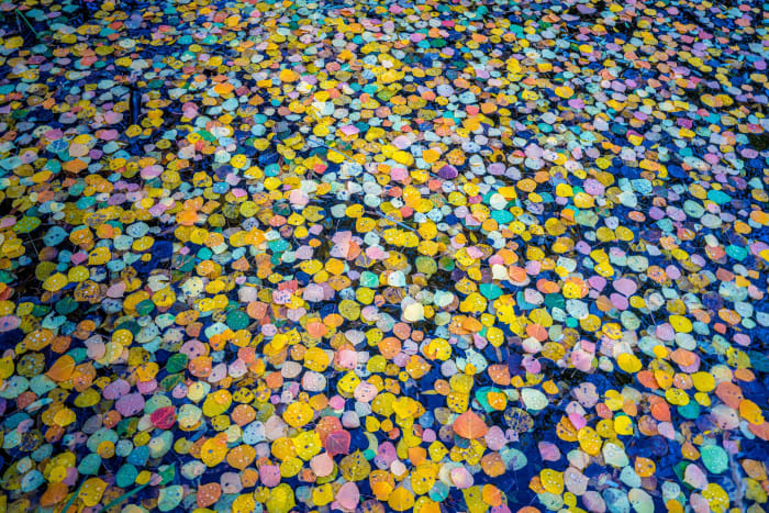 Confetti on Dark Water — Nederland — Colorado landscape photography by Chris Heaton