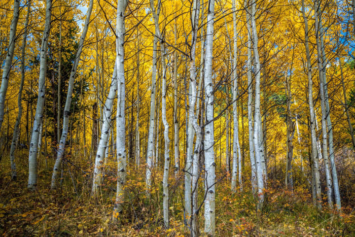Inside the Grove — Nederland — Colorado landscape photography by Chris Heaton