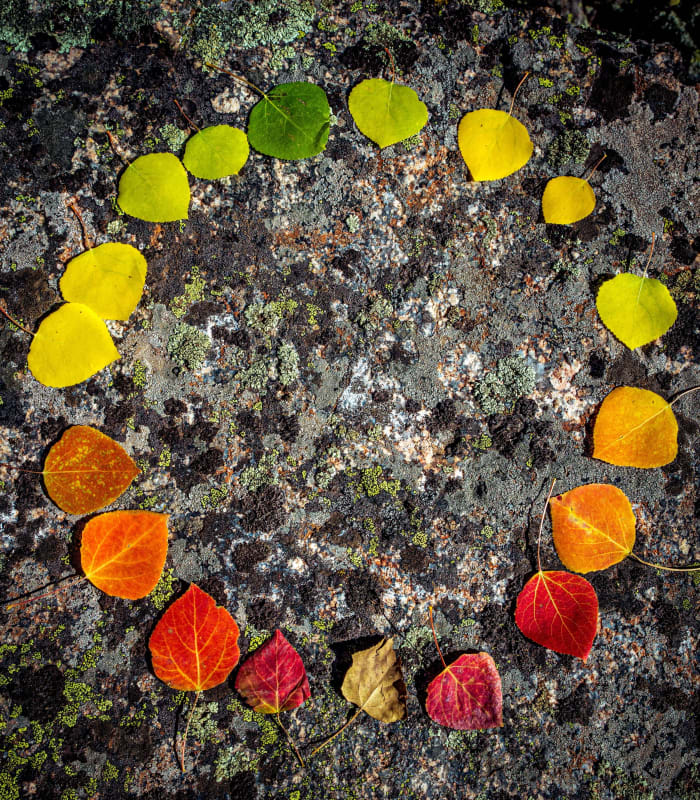 Five Stops to Gold — Georgetown, Colorado. Five aspen leaves off the same tree laid out on lichen-covered stone, each one a different stop on the way from…