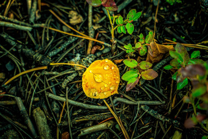 Dew Like Beadwork — Breckenridge — Colorado landscape photography by Chris Heaton