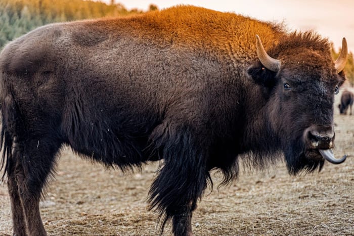 Caught Mid-Lick — Genesee — Colorado landscape photography by Chris Heaton