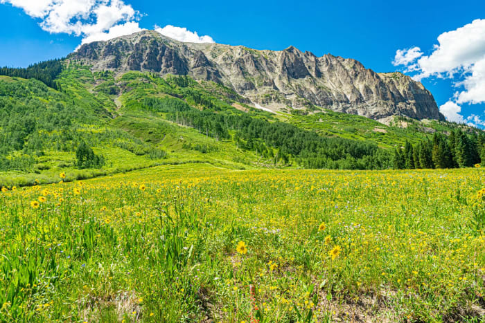 Wildflowers Near Gothic — Gothic, Colorado — Colorado landscape photography by Chris Heaton