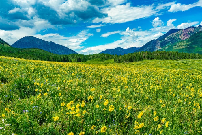A Meadow You Wade Into — Gothic, Colorado. A full field of aspen sunflowers all leaning the same direction under a busy Colorado summer sky, with the peaks…