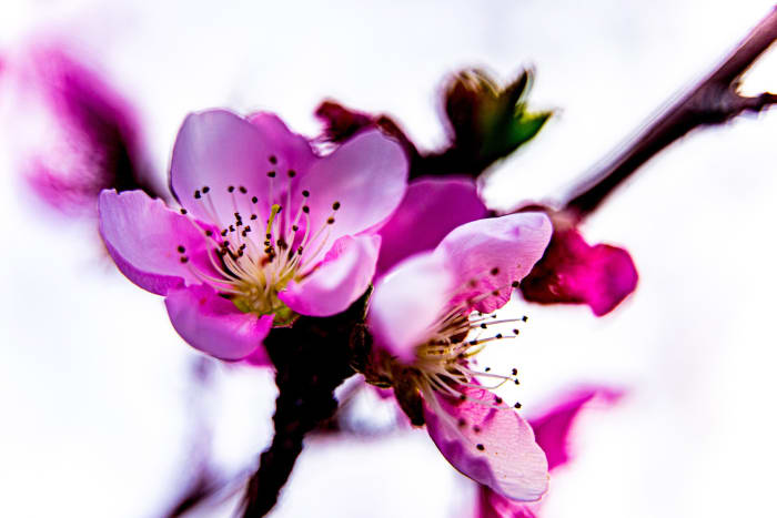 Cherry Blossoms
