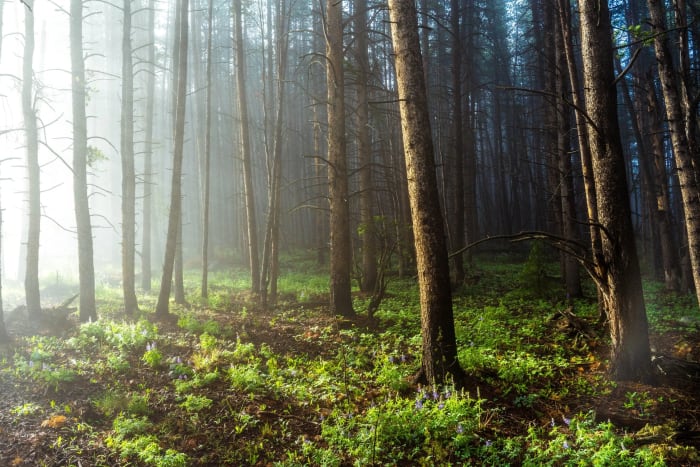 Fog Thinning Between the Lodgepoles — Cottonwood Pass, Colorado. Morning fog thinning out between lodgepole pines as the sun finally made its move, the…