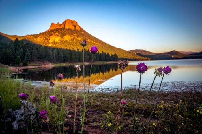 Thistle at the Water's Edge — Wellington Lake, Colorado. Musk thistle standing guard in the foreground while a rock face takes the day's last light across…