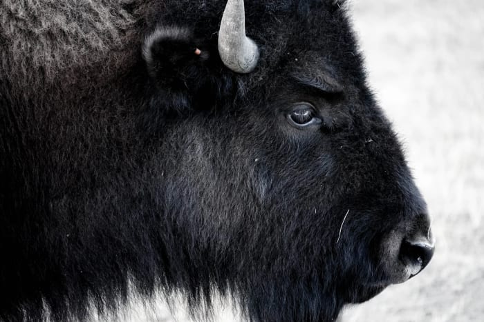 Ten Thousand Years, Same Face — Genesee — Colorado landscape photography by Chris Heaton