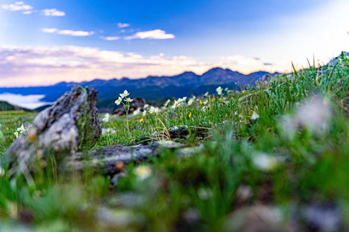 Macro Mountains