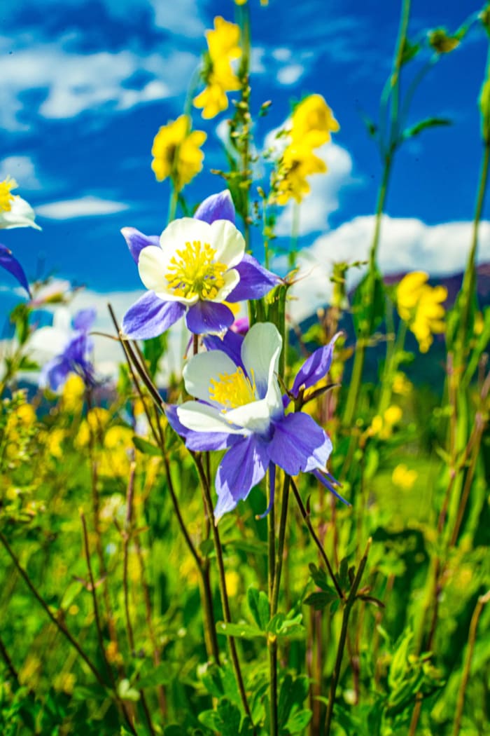 Columbine