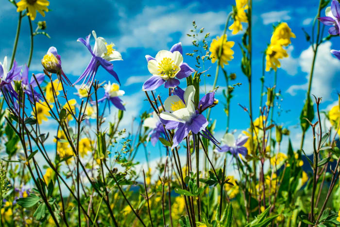 Columbines