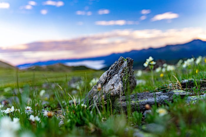 Macro on Cottonwood Pass — Cottonwood Pass, Colorado — Colorado landscape photography by Chris Heaton