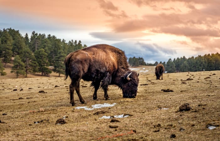 Bison in Cotton Candy Light — Genesee — Colorado landscape photography by Chris Heaton