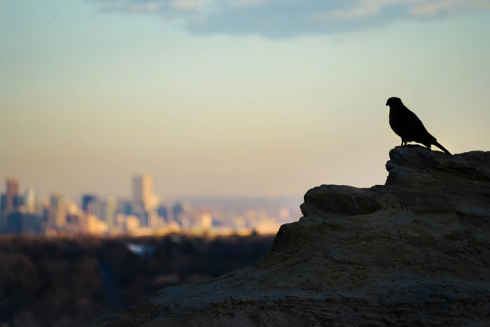 Cityscapes Colorado and Denver — Denver, Colorado — Colorado landscape photography by Chris Heaton
