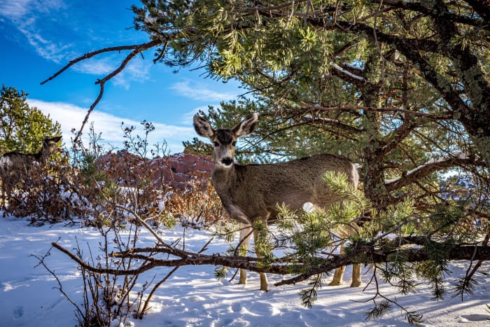 Deer Through The Trees