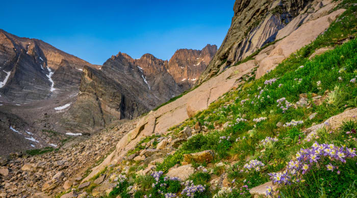 Columbines Below the Diamond — Longs Peak, Colorado — Colorado landscape photography by Chris Heaton