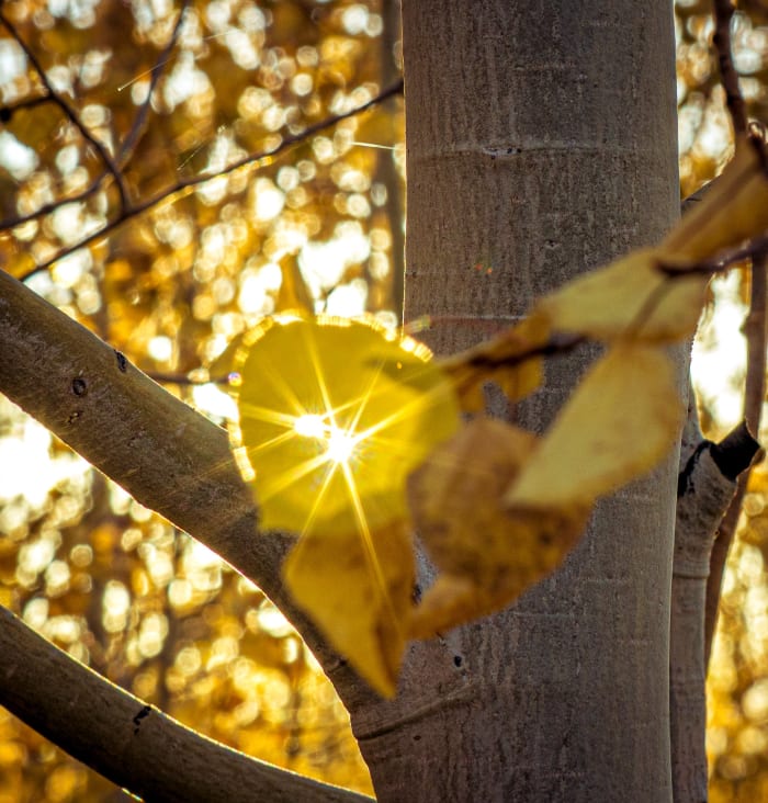 Sunlight Shining Through — Old Dillon Dam Road — Colorado landscape photography by Chris Heaton
