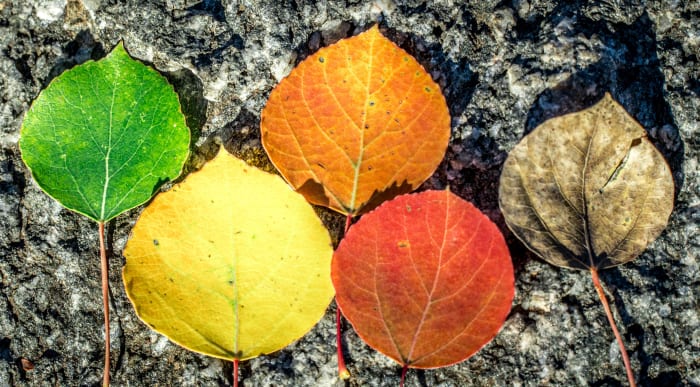 The Colors of Fall — Old Dillon Dam Road — Colorado landscape photography by Chris Heaton