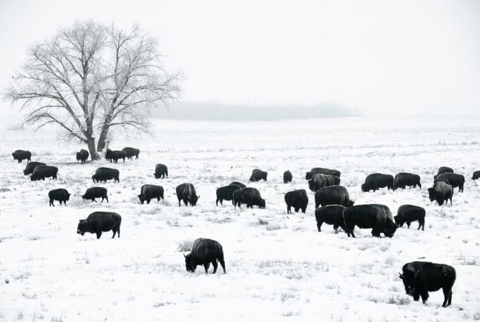 The Herd in the Whiteout