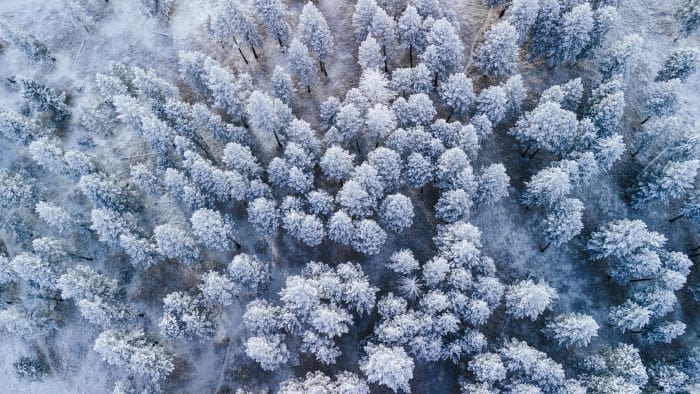 Frost From Directly Above — Evergreen, Colorado — Colorado landscape photography by Chris Heaton