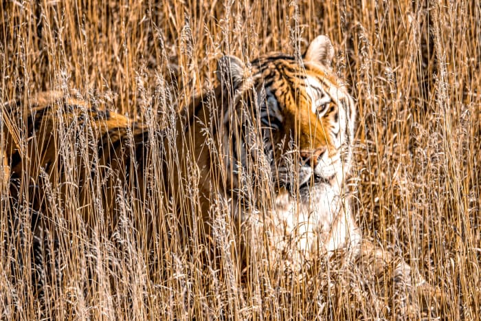 A Tiger in the Colorado Grass