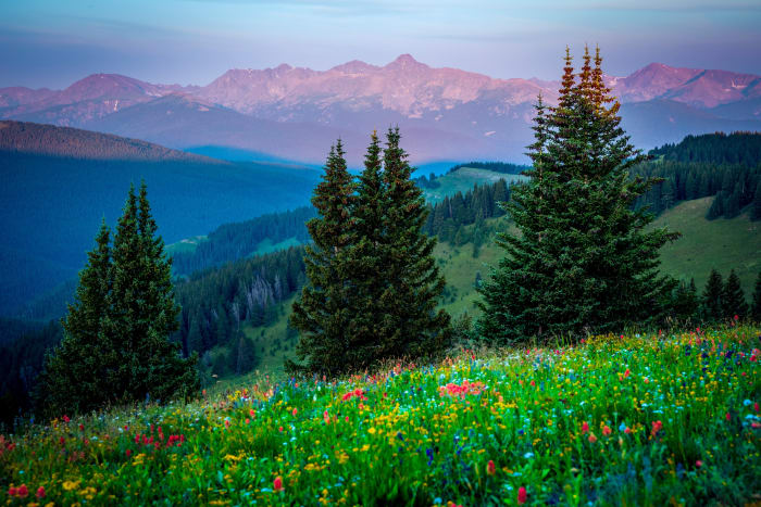 Wildflowers Under Pink Peaks — Shrine Pass, Colorado — Colorado landscape photography by Chris Heaton