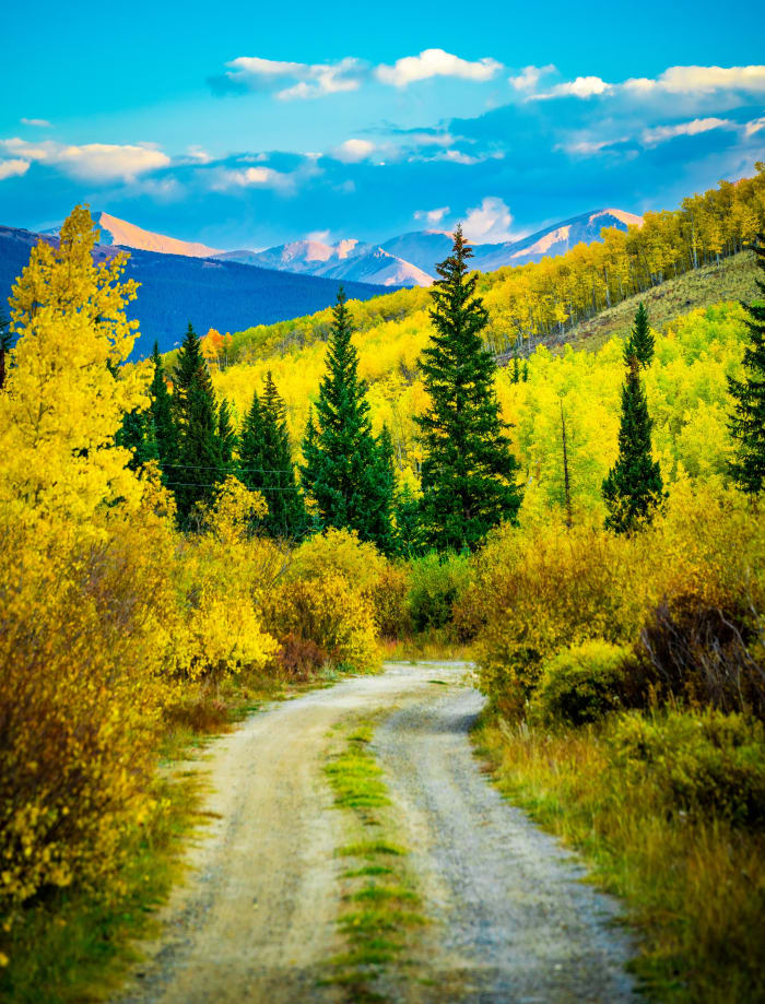 Gold Against the Spruce — Kenosha Pass, Colorado — Colorado landscape photography by Chris Heaton