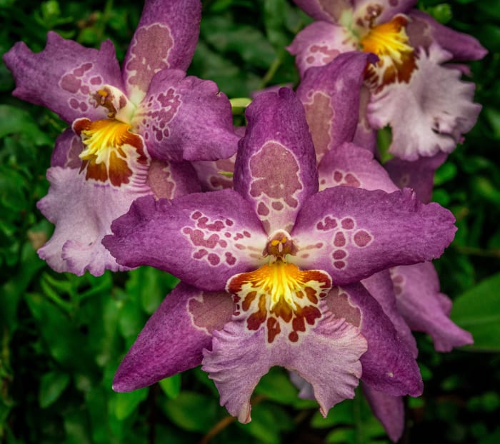 Orchid in Magenta Lace
