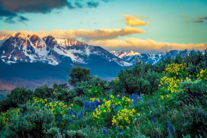 Balsamroot Below the Gore — Silverthorne, Colorado — Colorado landscape photography by Chris Heaton