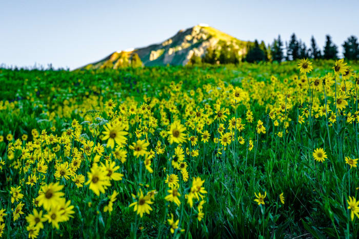 Mule's Ears to the Ridgeline — Crested Butte, Colorado — Colorado landscape photography by Chris Heaton
