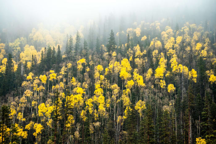 Fog Burning Off the Aspens — Steamboat Springs, Colorado — Colorado landscape photography by Chris Heaton