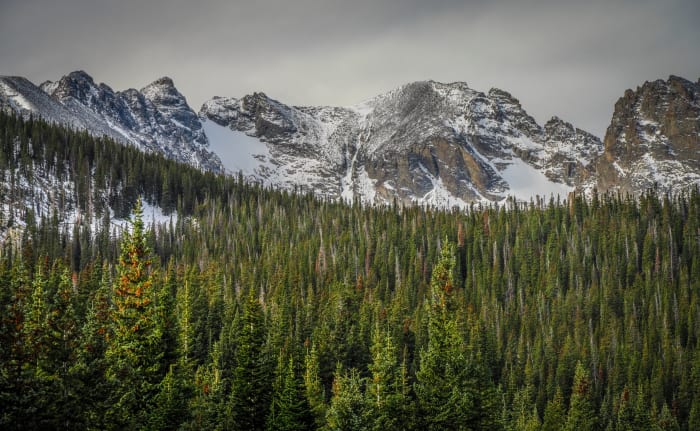 Indian Peaks Behind the Timber