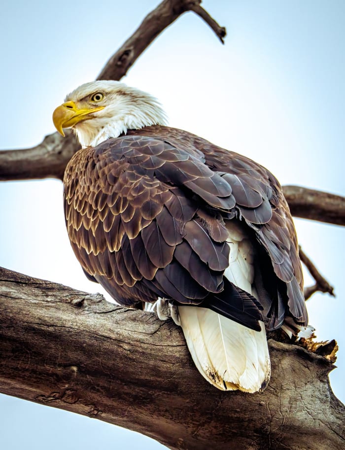 The Eagle Turns Its Back
