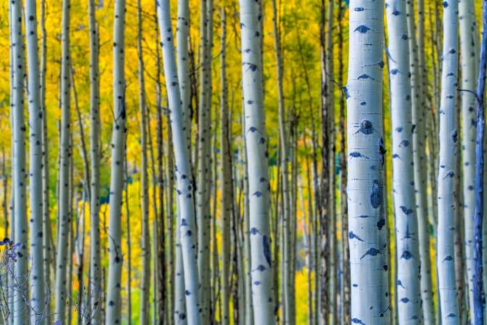 A Wall of Gold and White — Kebler Pass, Colorado — Colorado landscape photography by Chris Heaton