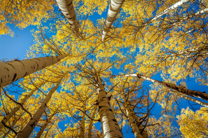 Looking Up in the Aspens — Kebler Pass, Colorado — Colorado landscape photography by Chris Heaton