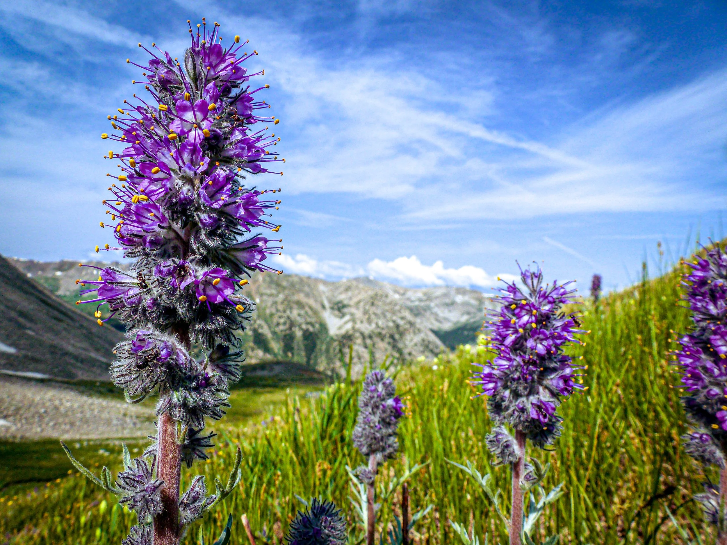 Huron Peak, Colorado — landscape photo by Chris Heaton