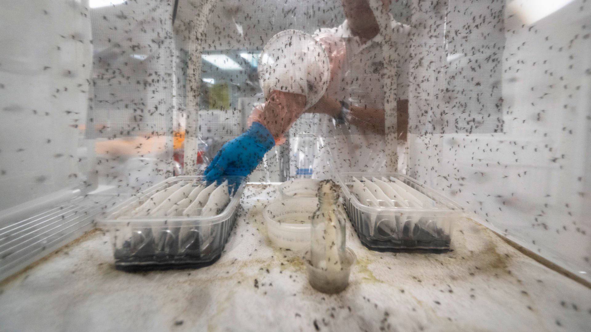 Singapur usa IA para extinguir su población de mosquitos